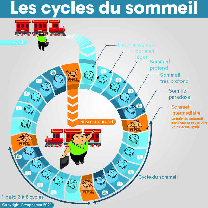 Quelles sont les différentes étapes du cycle du sommeil ? – Ceuticalia