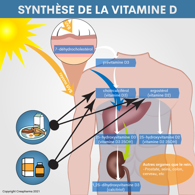 La vitamine D est-elle utile contre la Covid-19 (état janvier 2021) ?