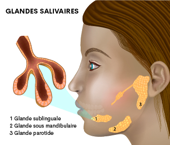 Glandes salivaires