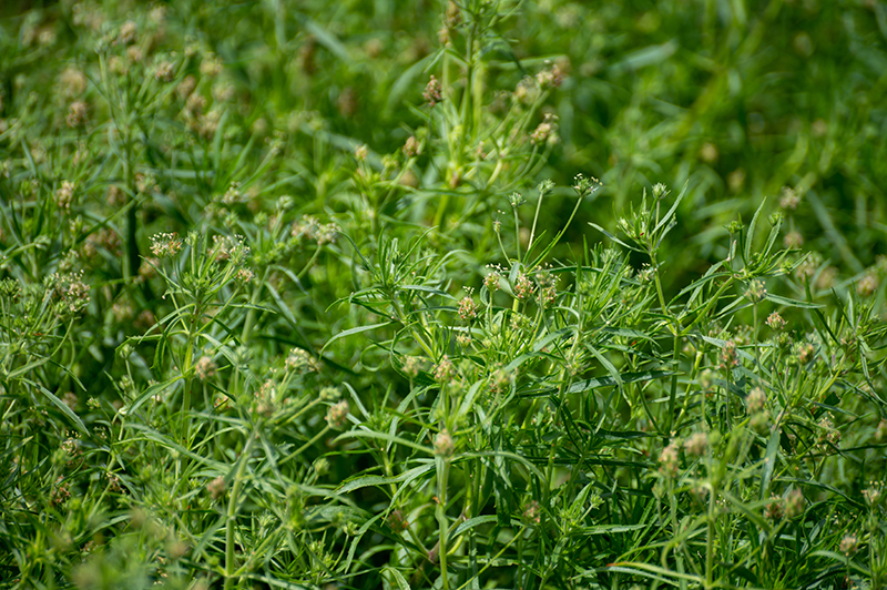 Psyllium noir constipation diarrhée régule intestin herboristerie