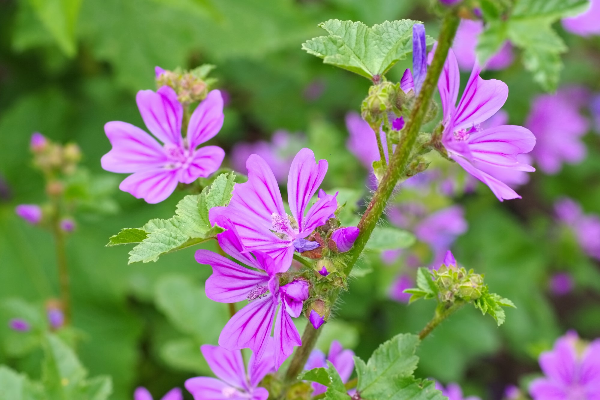 Mauve (Malva sylvestris) - Vertus mauve | Creapharma