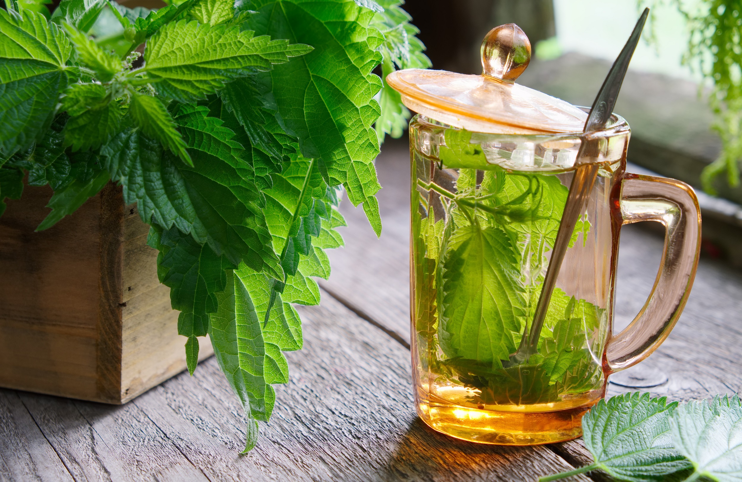 La tisane d'ortie, un tonus général pour l'organisme • Naturellement