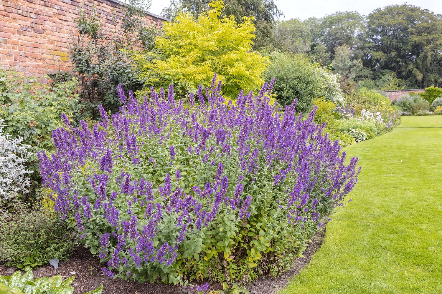 La cataire (Nepeta cataria)