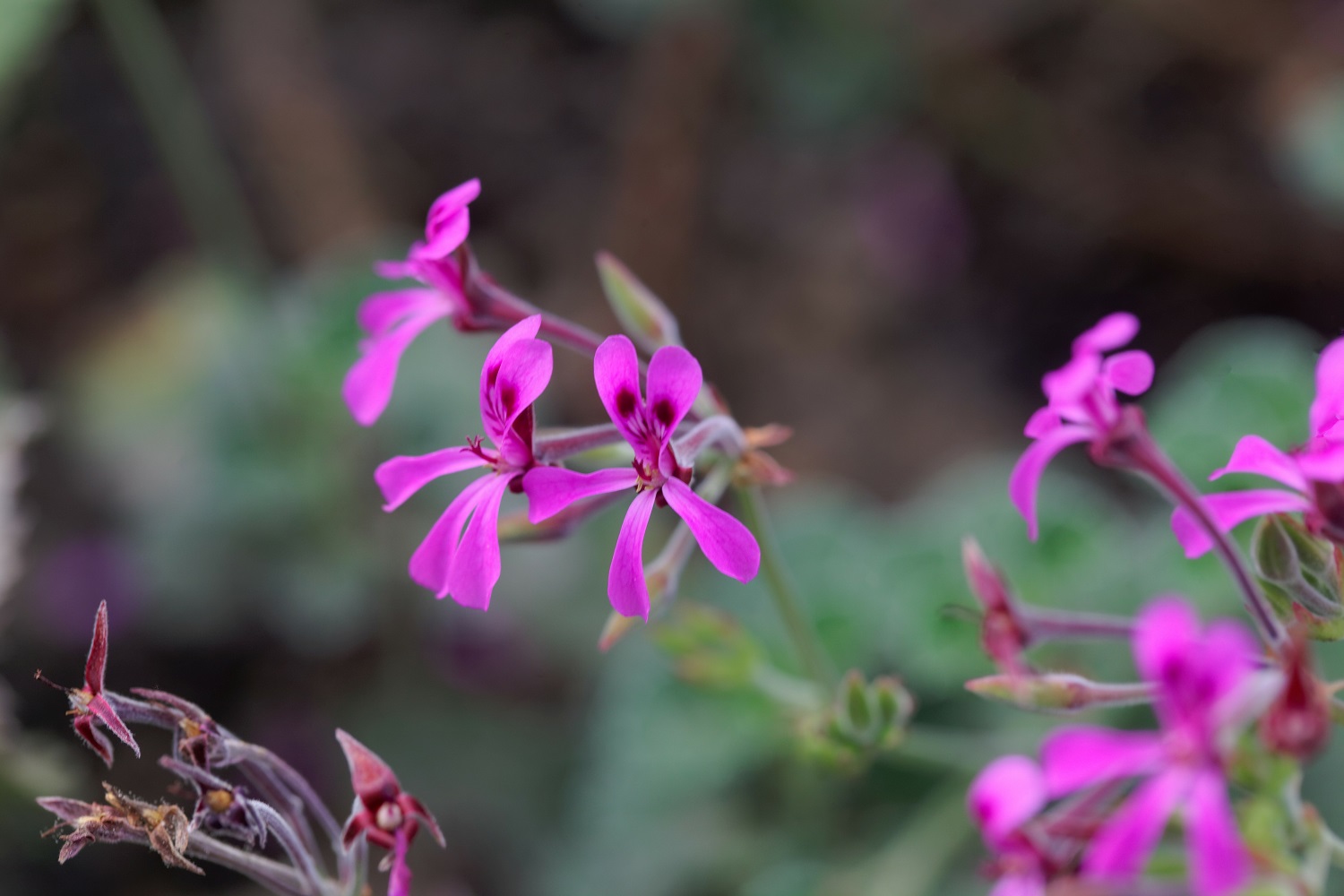 Fleurs de Pelargonium sidoides