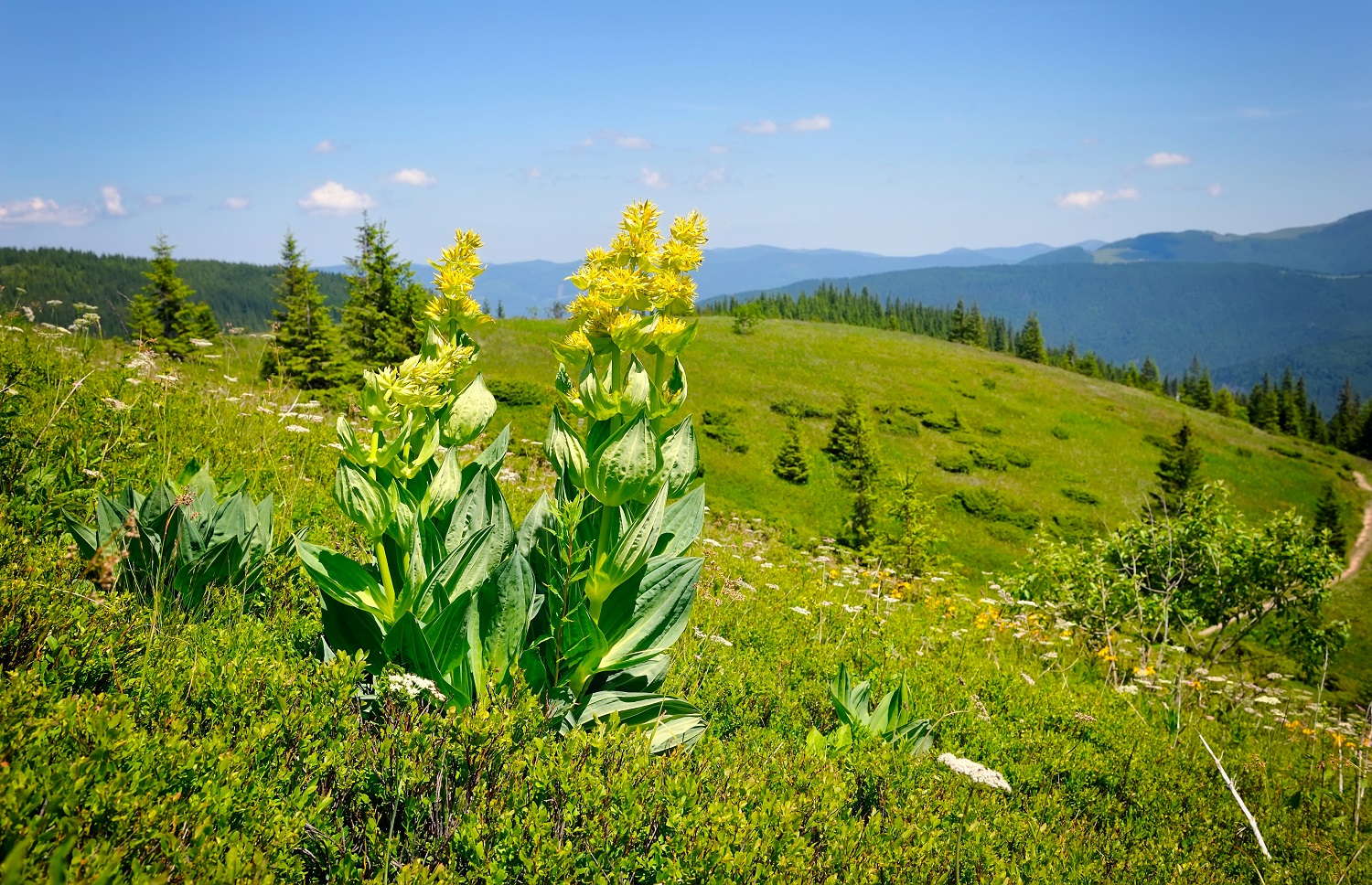 Gentiane jaune (Gentiana lutea) | Creapharma