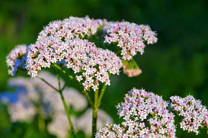 Valériane (Valeriana officinalis) propriétés et utilisations