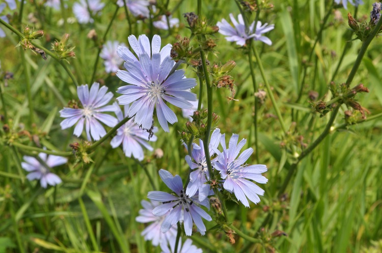 Chicorée : culture, bienfaits et utilisation - Promesse de Fleurs