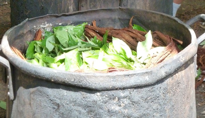 L'ayahuasca est-elle sûre ? Une nouvelle étude recense les effets indésirables