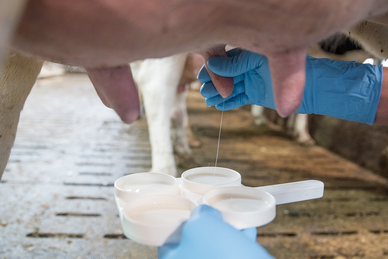 Le lait de vache est-il bon pour la santé ?