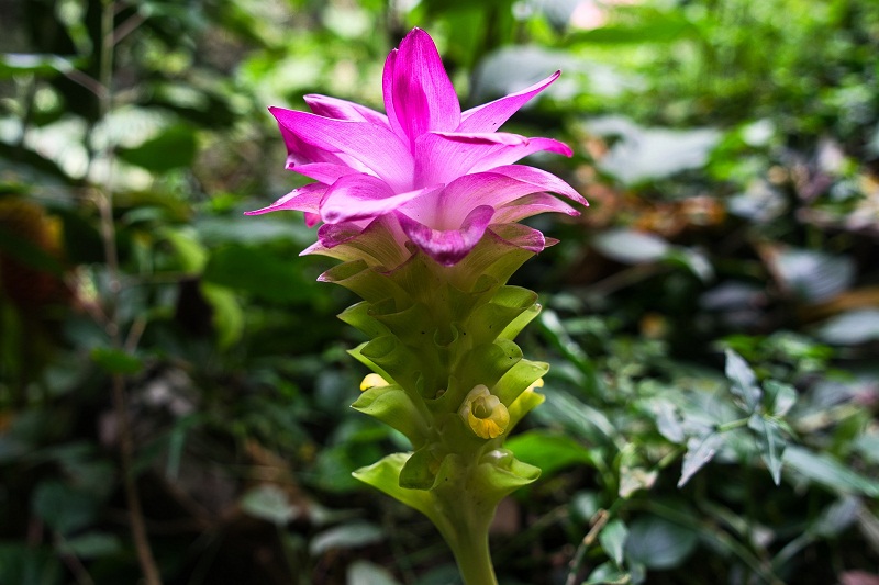 Le curcuma serait autant efficace pour traiter les brûlures gastriques que l'oméprazole (étude)