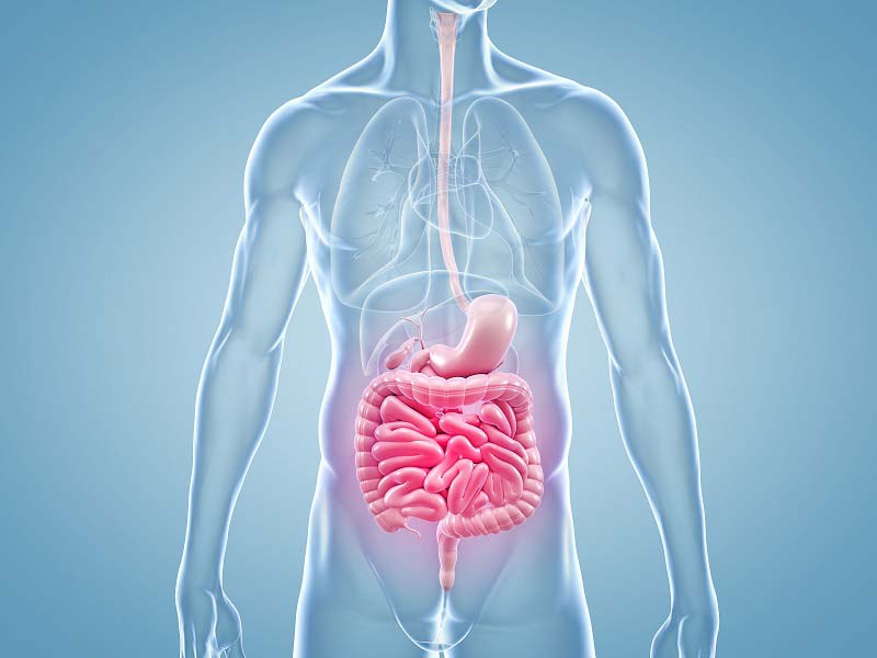 Anatomical illustration of the digestive system inside a semi-transparent human torso, highlighting the stomach and intestines in pink.